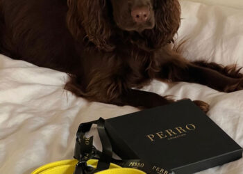 Barney, il cane cioccolato che conquista i social con dolcezza e stile