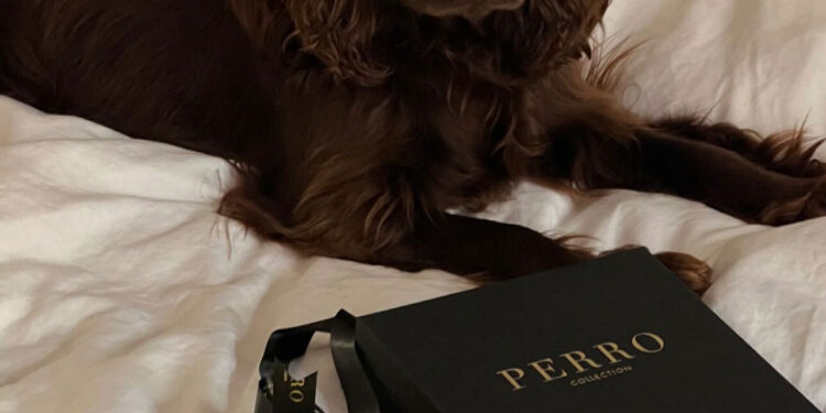 Barney, il cane cioccolato che conquista i social con dolcezza e stile
