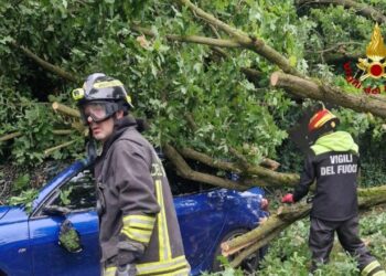 Maltempo, a Cremona sradicati centinaia di alberi e pali della luce