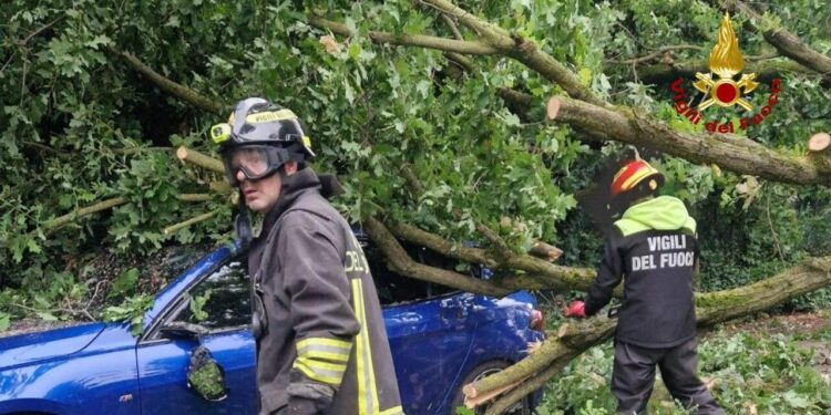 Maltempo, a Cremona sradicati centinaia di alberi e pali della luce