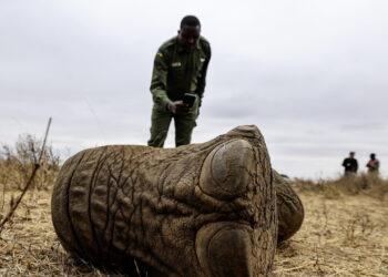 Elefanti avvelenati in Kenya, arrestati due agricoltori