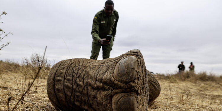 Elefanti avvelenati in Kenya, arrestati due agricoltori