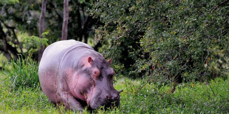 Muore in Colombia un baby ippopotamo della colonia di Escobar