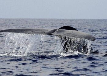 Balena di 200 anni in Groenlandia: “È nata prima della guerra civile americana”