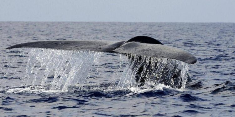 Balena di 200 anni in Groenlandia: “È nata prima della guerra civile americana”