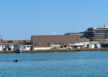 Salti fuori dall’acqua e giochi con le scie, delfini nel porto di Ancona