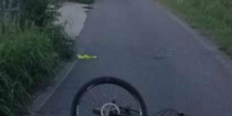 Ciclista trovato ferito a terra, il ‘pirata della strada’ era un cinghiale