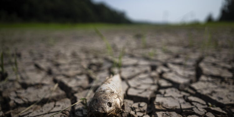 Brasile, El Nino divide il Paese tra piogge record e forte siccità