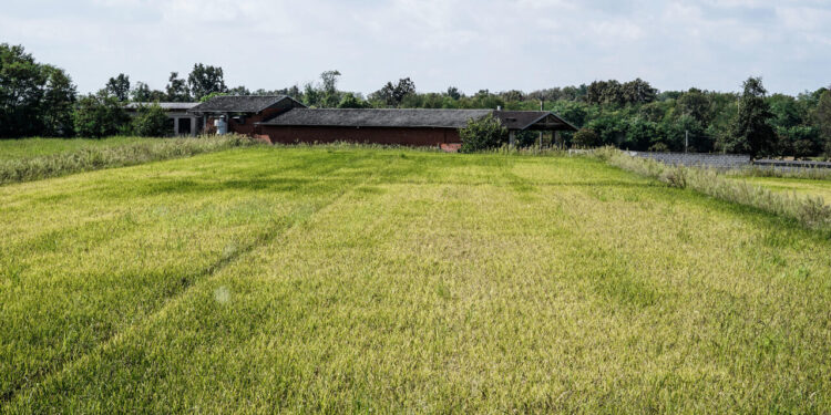 GdF sequestra finto riso biologico dal valore di 10 milioni di euro nel Pavese